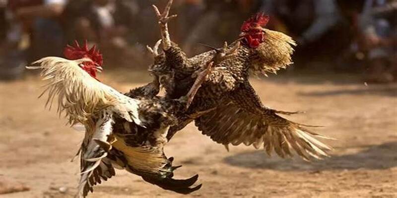 Thông tin dành cho khách hàng về đá gà trực tiếp C2 có tại thương hiệu New88